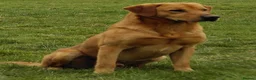 Labrador Retriever dogs for sale: OUTSTANDING LITTER OF BLACK & YELLOW PUPPIES - Advert 9