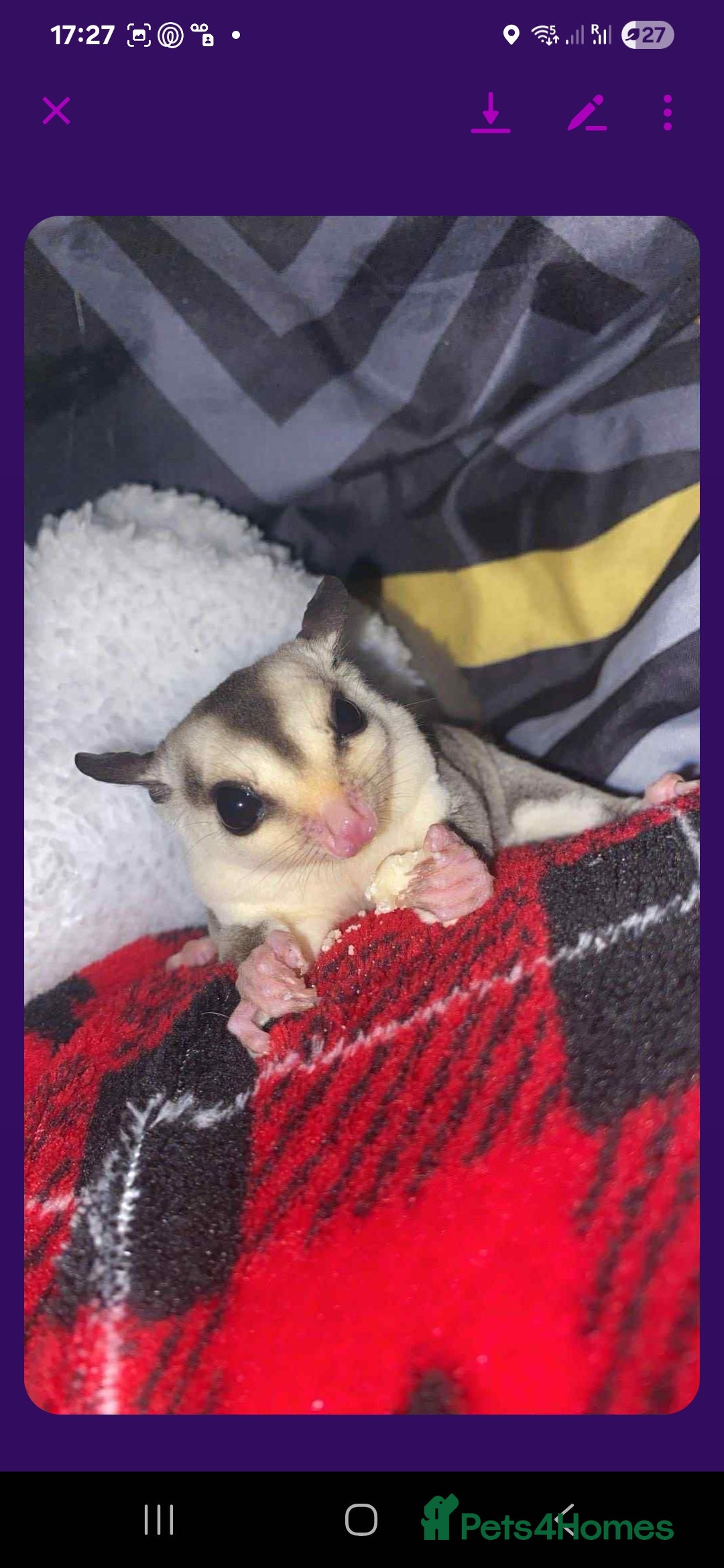 Sugar Glider rodents for sale: Male rare Ruby leu and female white face  - Advert 2
