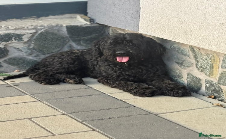 Hungarian Puli dogs - Advert 1