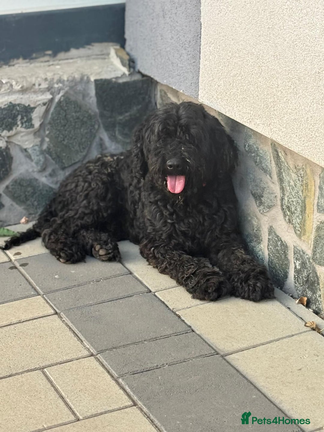 Hungarian Puli dogs for adoption: Beautiful Snoopy needs hugs! - Image 1