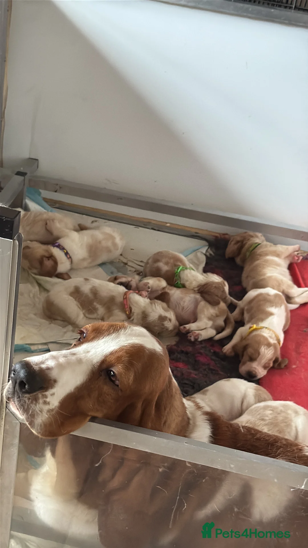 Basset Hound dogs for sale: Basset Hound Puppy Male - Advert 2