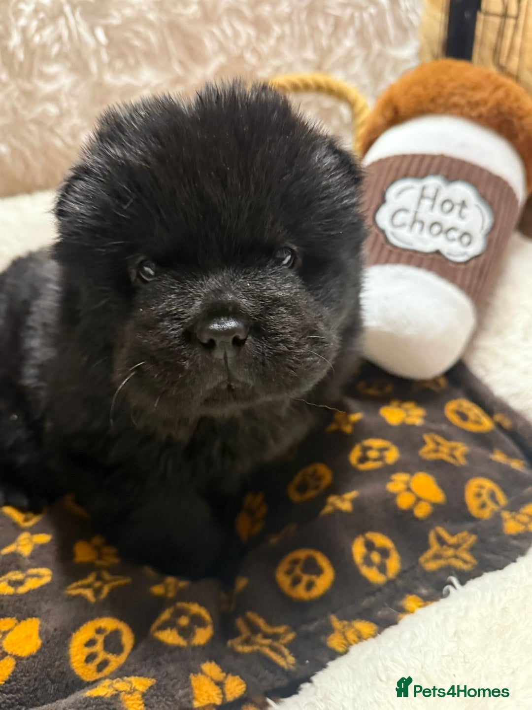 Chow Chow dogs for sale: 🏆 ** Just one Teddy Bear remaining  ** 🏆 - Advert 34