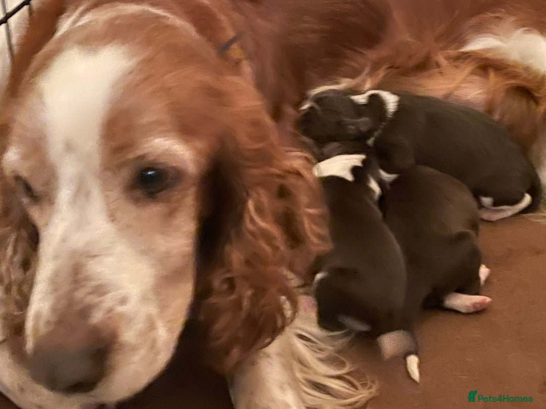 Mixed Breed dogs for sale: Sprollie pups for sale - Advert 25