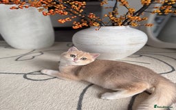 British Shorthair cats for sale: Lilac Golden British Shorthair kitten 🤍 - Advert 8