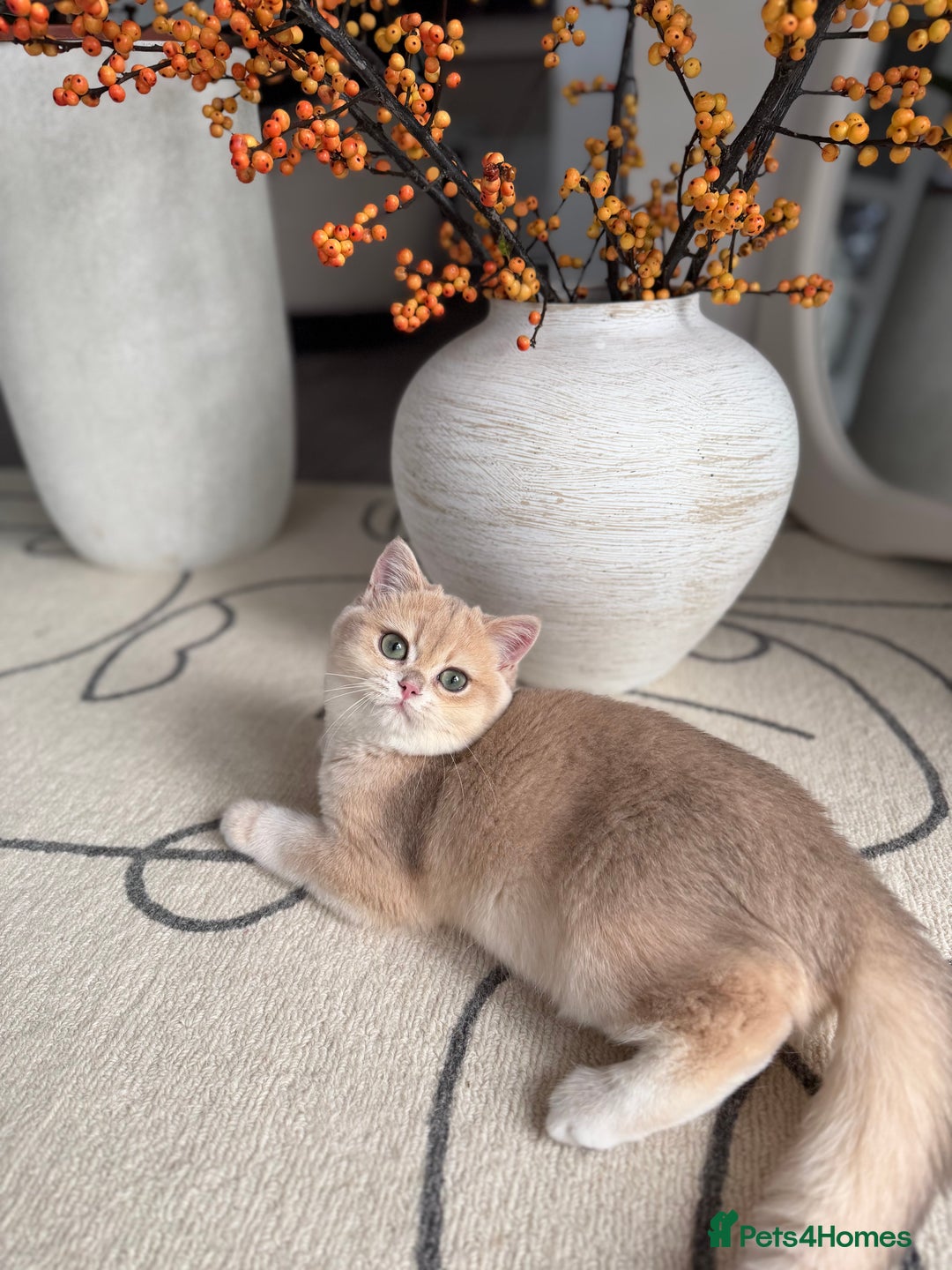 British Shorthair cats for sale: Lilac Golden British Shorthair kitten 🤍 - Advert 8