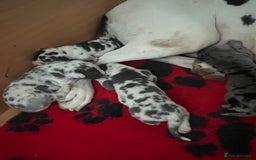 Great Dane dogs for sale: Purebred Great Dane Puppies – European Bloodline  - Image 17