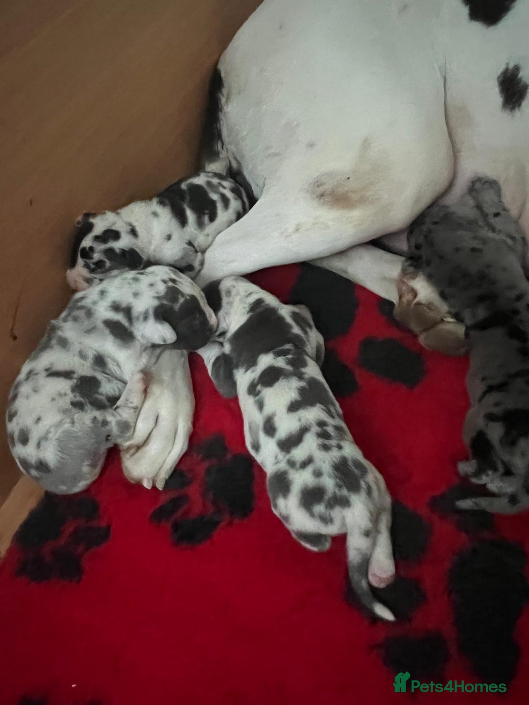Great Dane dogs for sale: Purebred Great Dane Puppies – European Bloodline  - Image 17