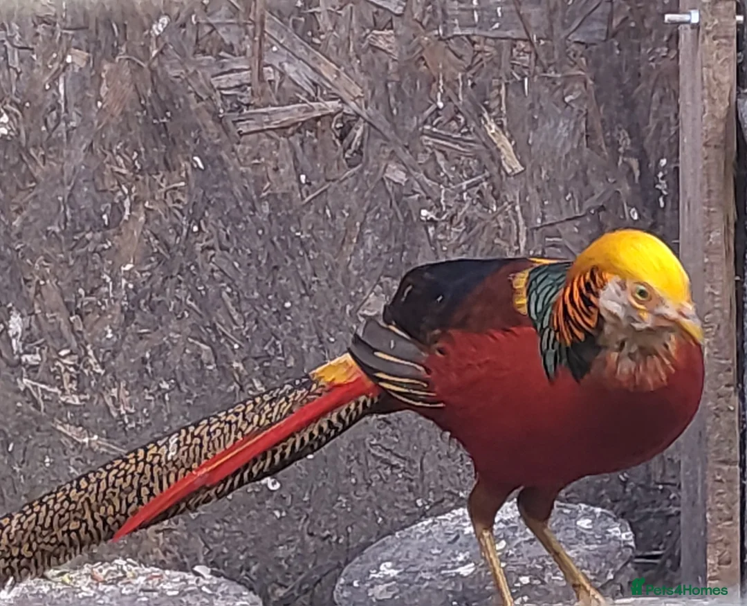 Mixed Breed birds for sale: Pheasants  - Advert 6