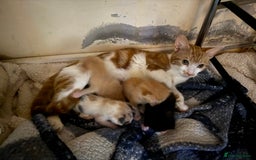 Mixed Breed cats for sale: 4 kitty’s looking for forever homes!  - Image 1