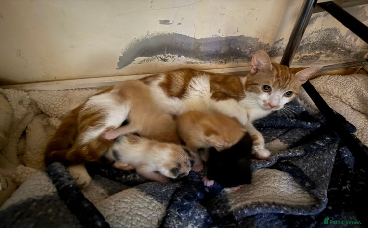 Mixed Breed cats - Advert 8