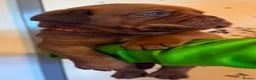 Dogue De Bordeaux dogs for sale: KC Reg Dogue de Bordeaux puppies - Advert 6