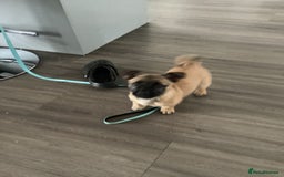Mixed Breed dogs for sale: Pug x terrier - Image 1