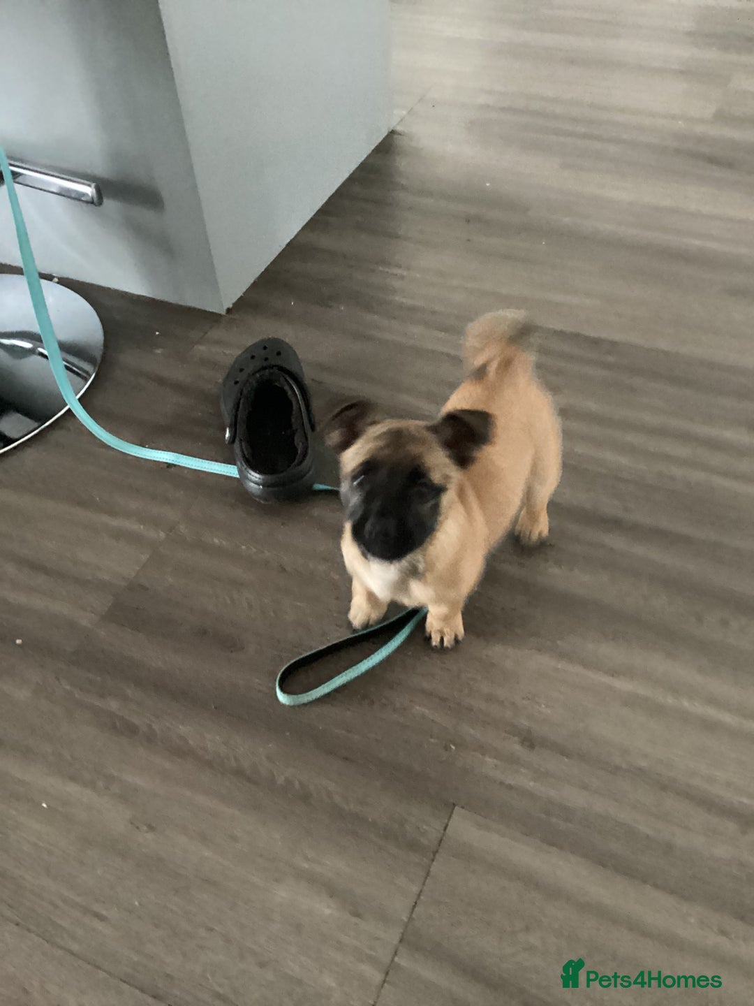 Mixed Breed dogs for sale: Pug x terrier - Image 1