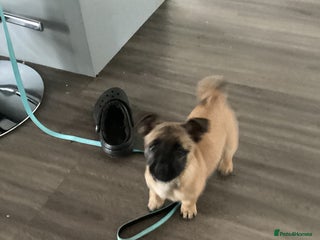 Mixed Breed dogs - Advert 9
