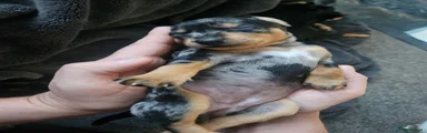 Merle Miniature Pinscher Girl