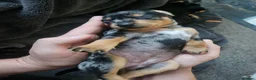 Miniature Pinscher dogs for sale: Miniature Pincher with Prague Ratter lineage - Advert 2