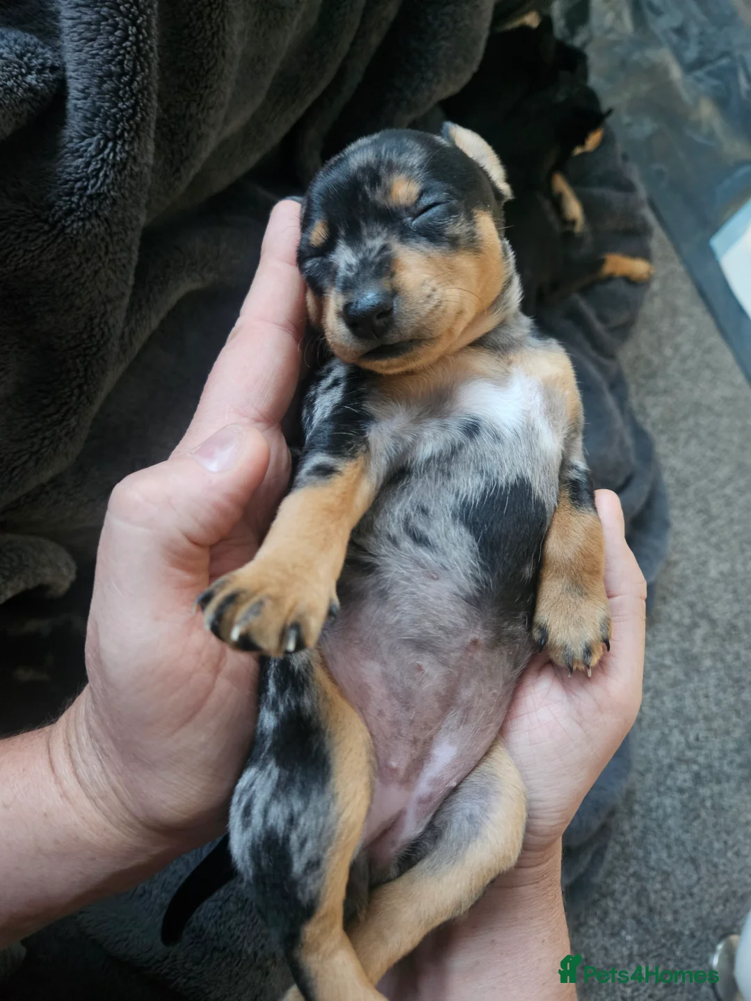 Miniature Pinscher dogs for sale: Miniature Pincher with Prague Ratter lineage - Advert 2