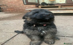 German Shepherd dogs for sale: German Shepard Long haired puppies - Image 26
