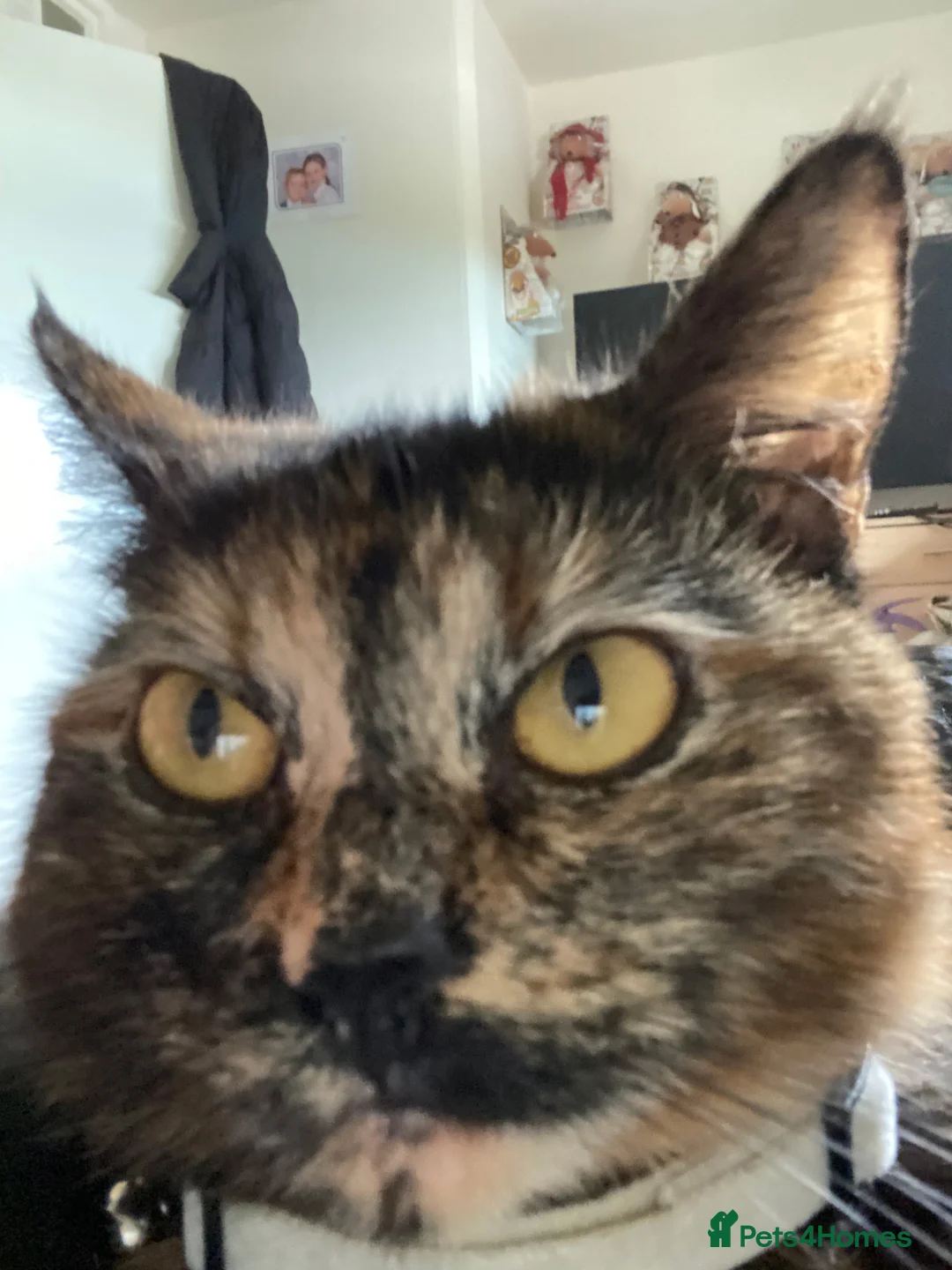 Mixed Breed cats for sale: Male  in Dunfermline - Advert 3