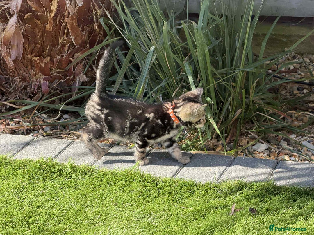Bengal cats for sale: Bengal Cloud kittens / Maine coon - Image 12