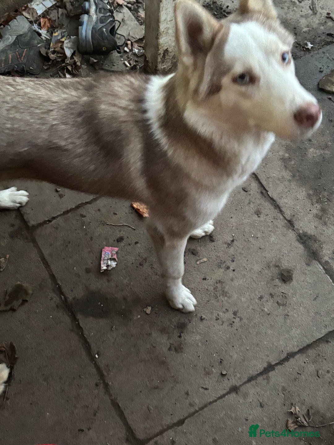 Siberian Husky dogs for sale: Siberian huskies  for sale  - Image 9