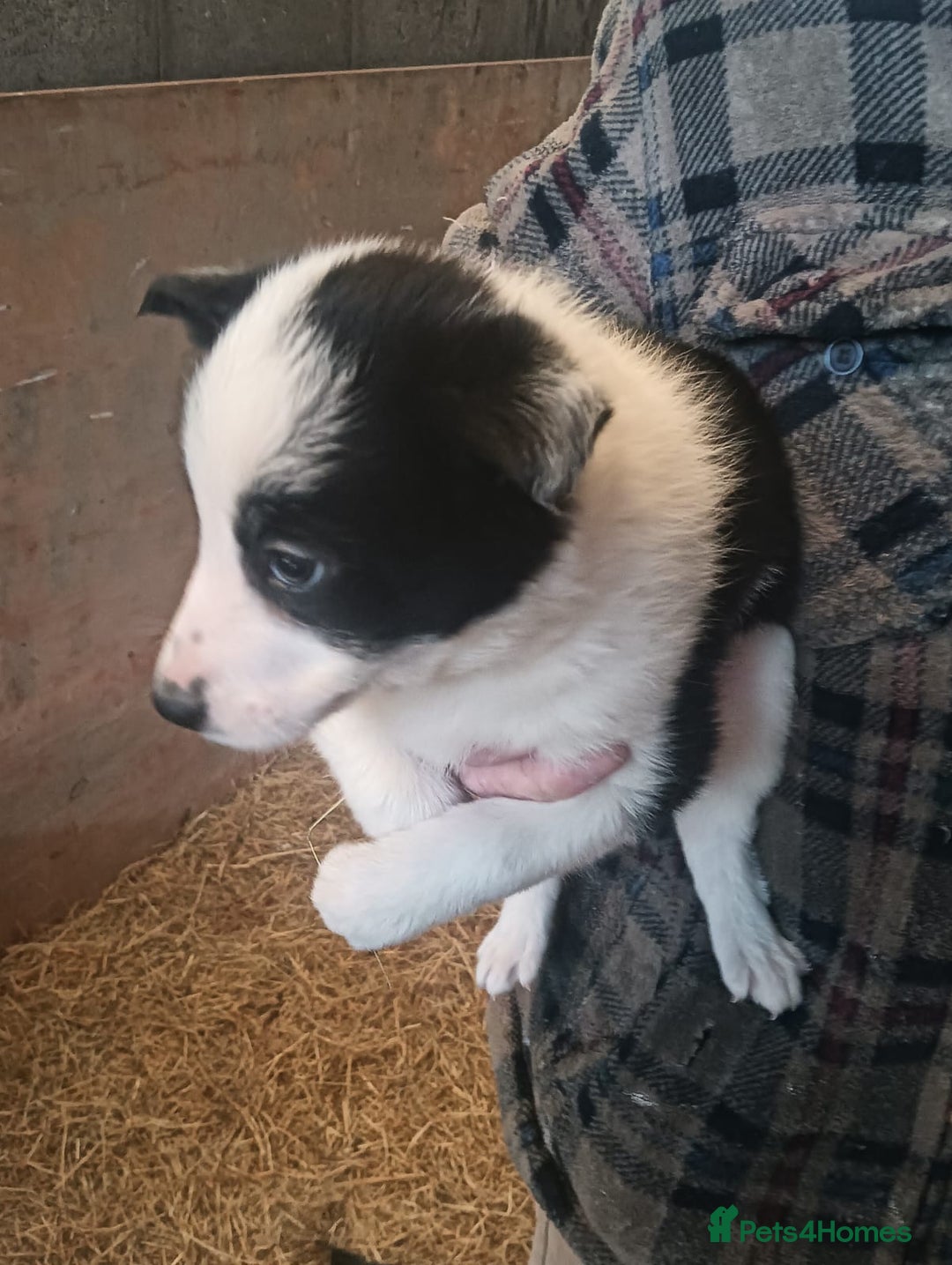 Border Collie dogs for sale: Border Collie puppies for sale  - Advert 8