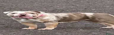 English Bulldog 5