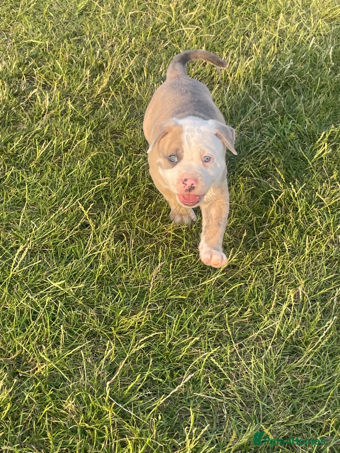 American Bulldog dogs for sale: American bull staffs 7 weeks  - Advert 1