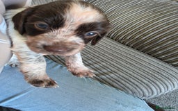 Sprocker dogs for sale: Beautiful sprocker puppies - Image 5