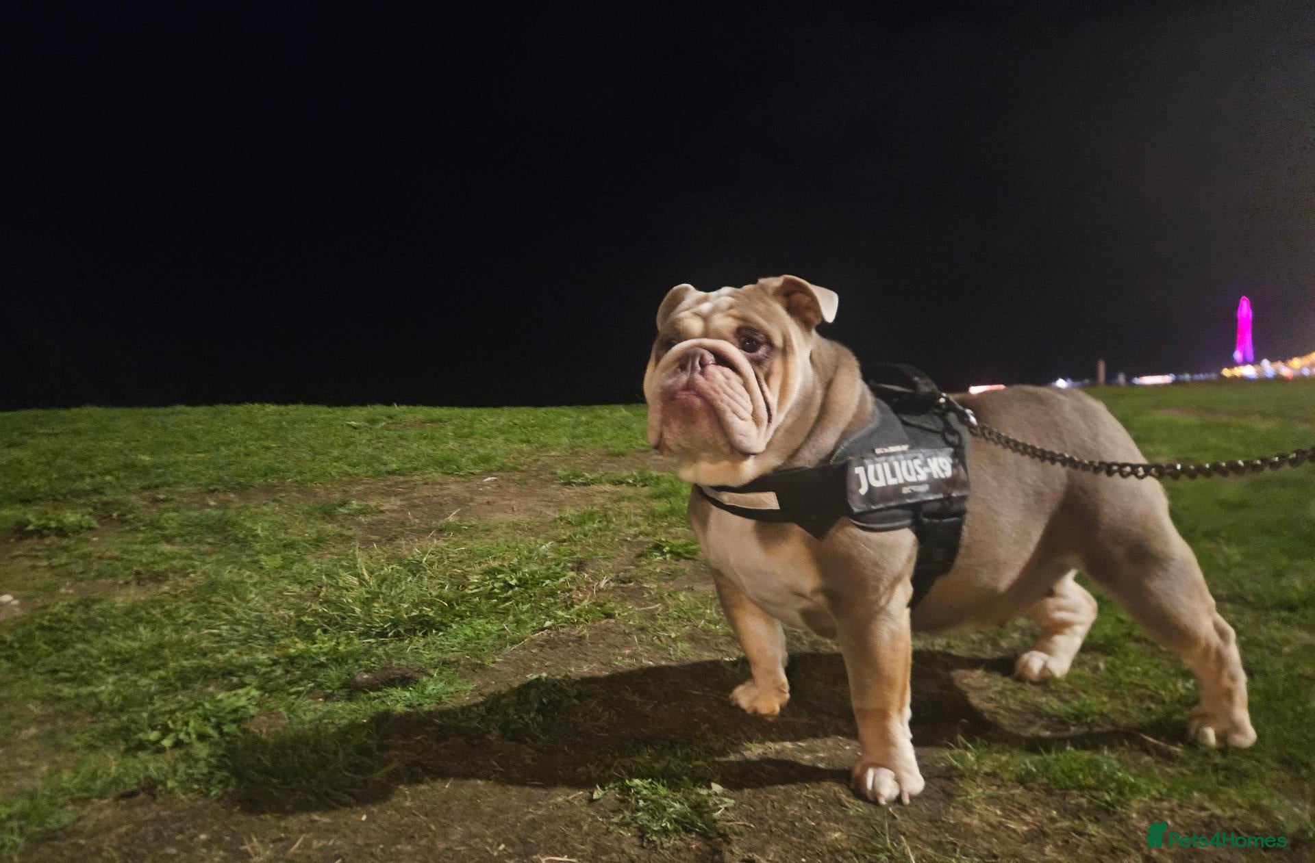 English Bulldog dogs Sad sale  - Advert 1