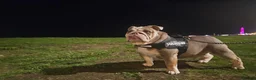 English Bulldog dogs for sale: Sad sale  - Advert 1