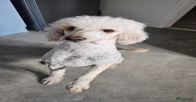 Standard Poodle dogs Last Boy! KC standard poodle for sale ! - Advert 4