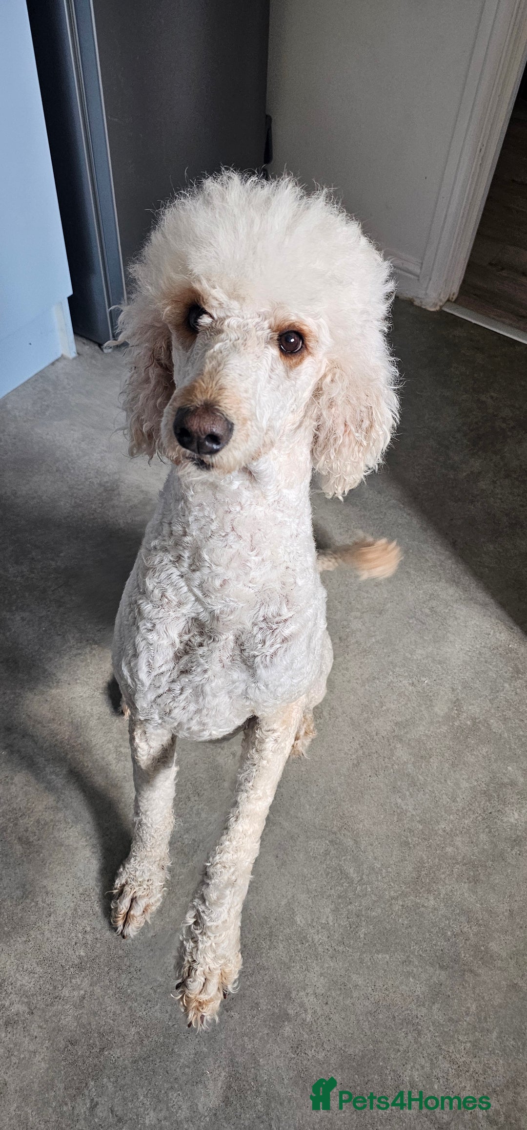 Standard Poodle dogs for sale: KC standard poodle for sale ! - Image 11