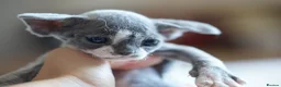 Devon Rex cats for sale: ❤️ Pure Line Devon Rex Kittens Available ❤️ - Advert 25