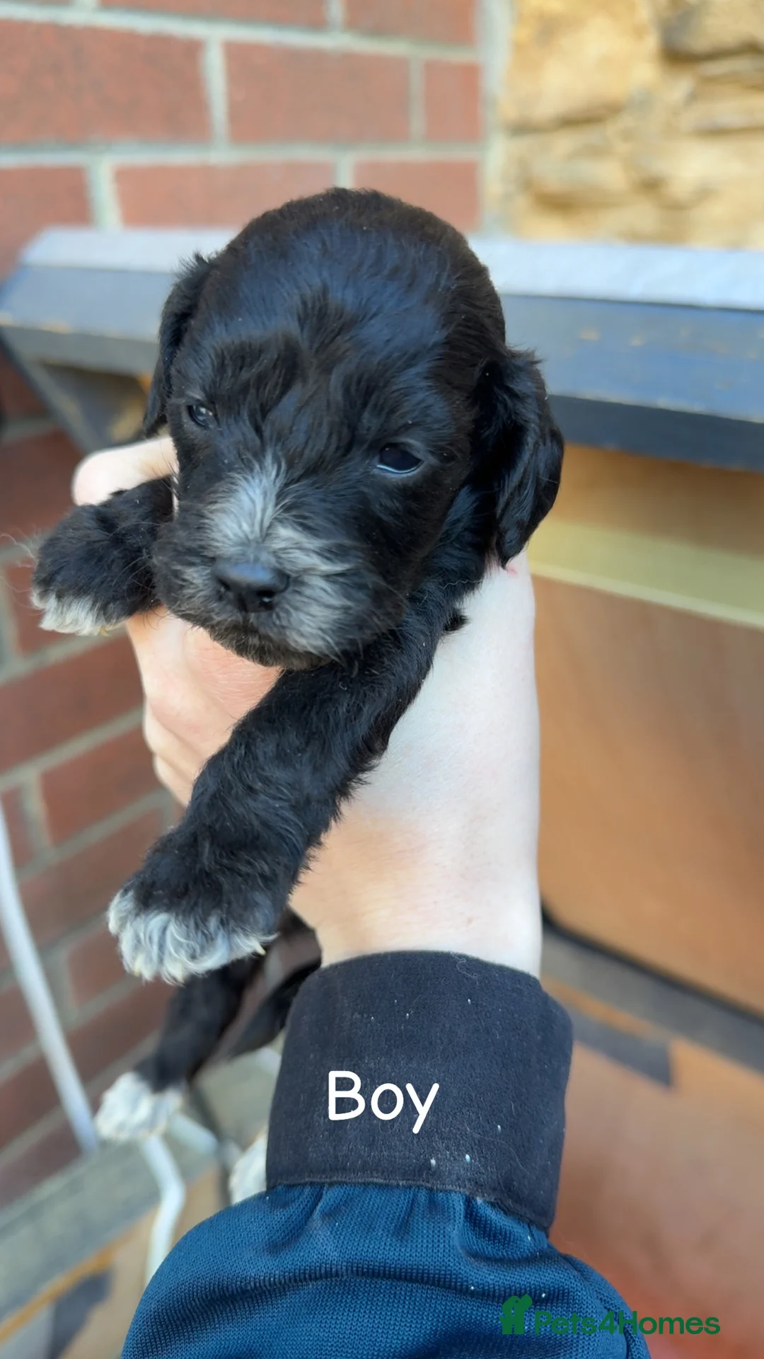 Cockapoo dogs for sale: Cockapoo puppies  - Advert 9