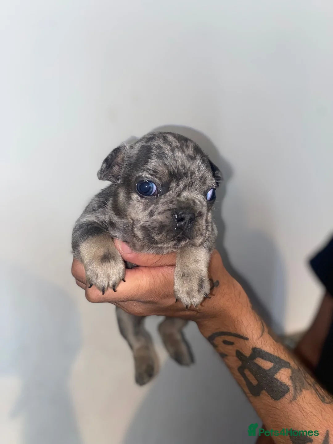 French Bulldog dogs for sale: Quality french bulldogs  - Advert 2