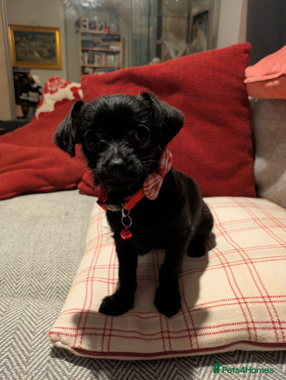 Chipoo dogs for sale: Non shed, health tested  chipoo girl - Advert 1