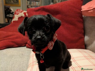 Chipoo dogs Non shed, health tested chipoo girl - Advert 2