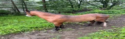 Welsh Section A horses for sale: Section A stallion  in Ebbw Vale - Advert 7
