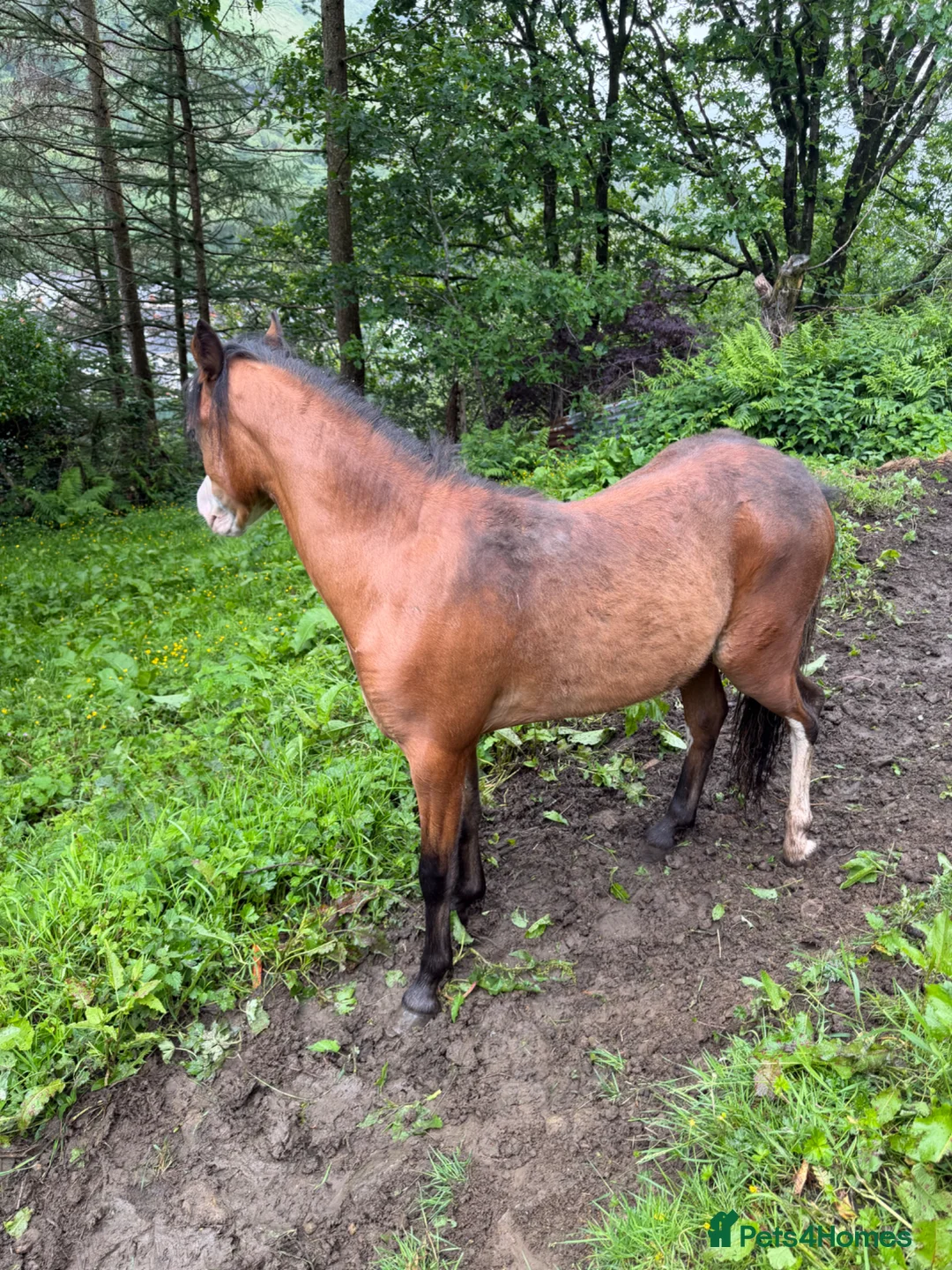 Welsh Section A horses for sale: Section A stallion  in Ebbw Vale - Advert 7