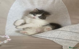 RagaMuffin cats for sale: Beautiful ragdoll x kittens 1 LEFT READY NOW - Image 31