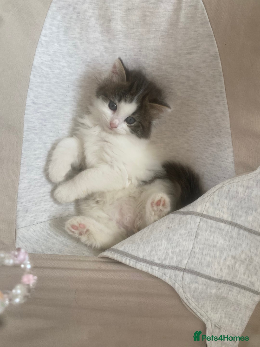 RagaMuffin cats for sale: Beautiful ragdoll x kittens 1 LEFT READY NOW - Image 31