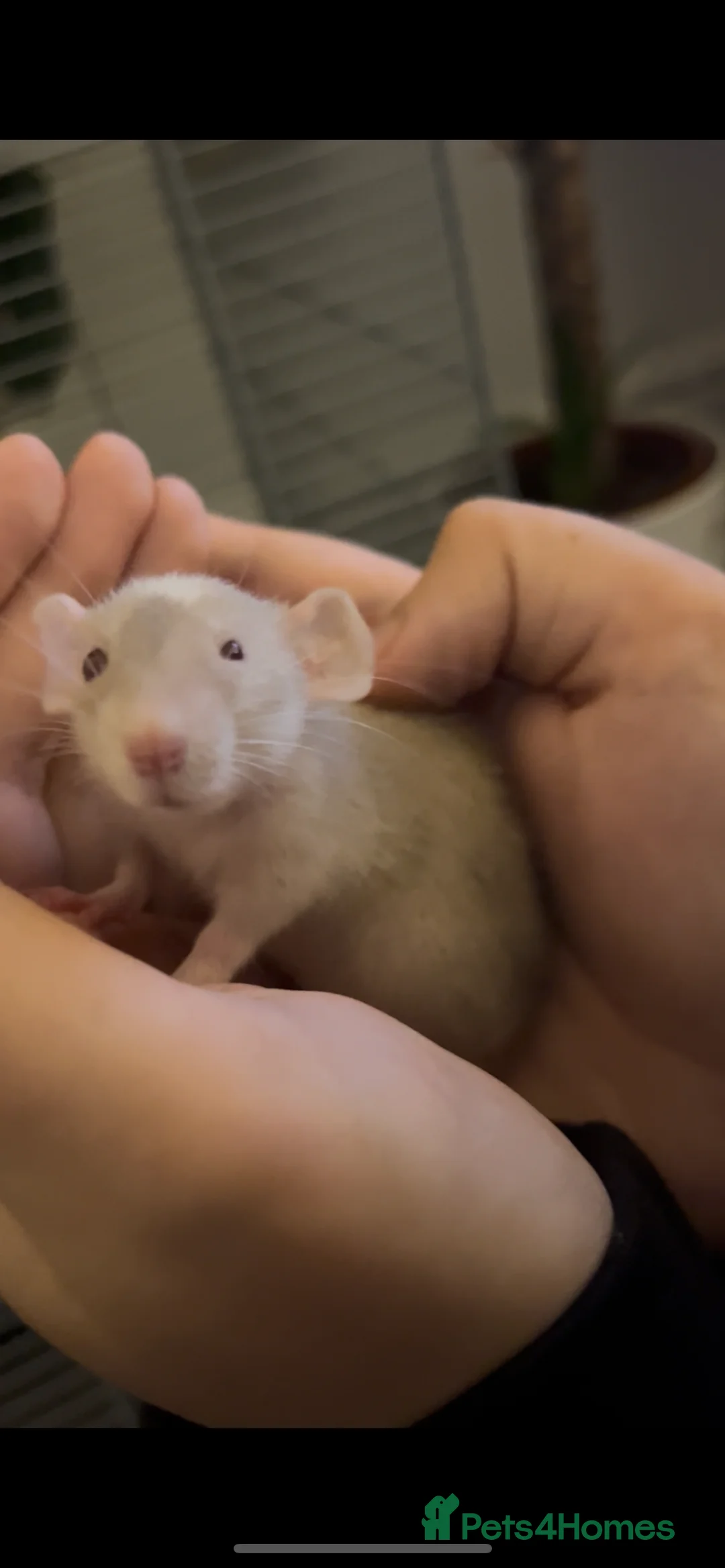 Rat rodents for sale: 2 Dumbo rats - Advert 8