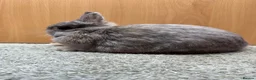 Netherland Dwarf rabbits for sale: Mini Rex cinnamon and netherland dwarfs  - Advert 10