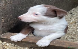 Border Collie dogs for sale: Beautiful sheepdog pups - Image 19
