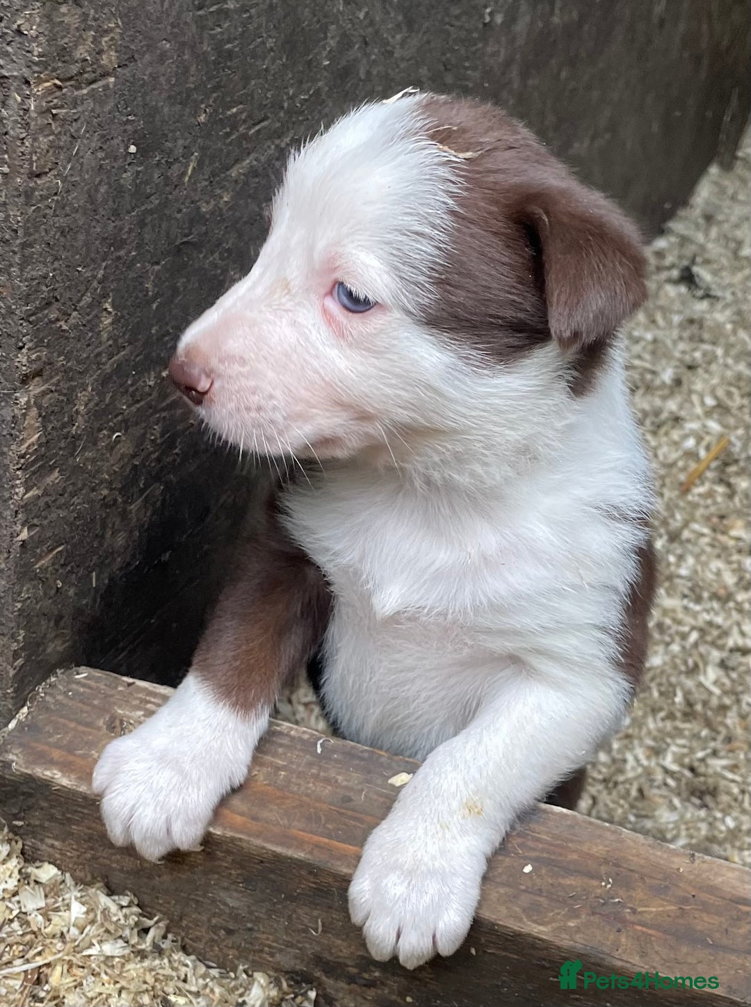 Border Collie dogs for sale: Beautiful sheepdog pups - Image 19