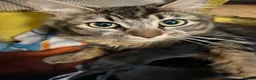 Mixed Breed cats for sale: 2 beautiful tabby kittens - Advert 4