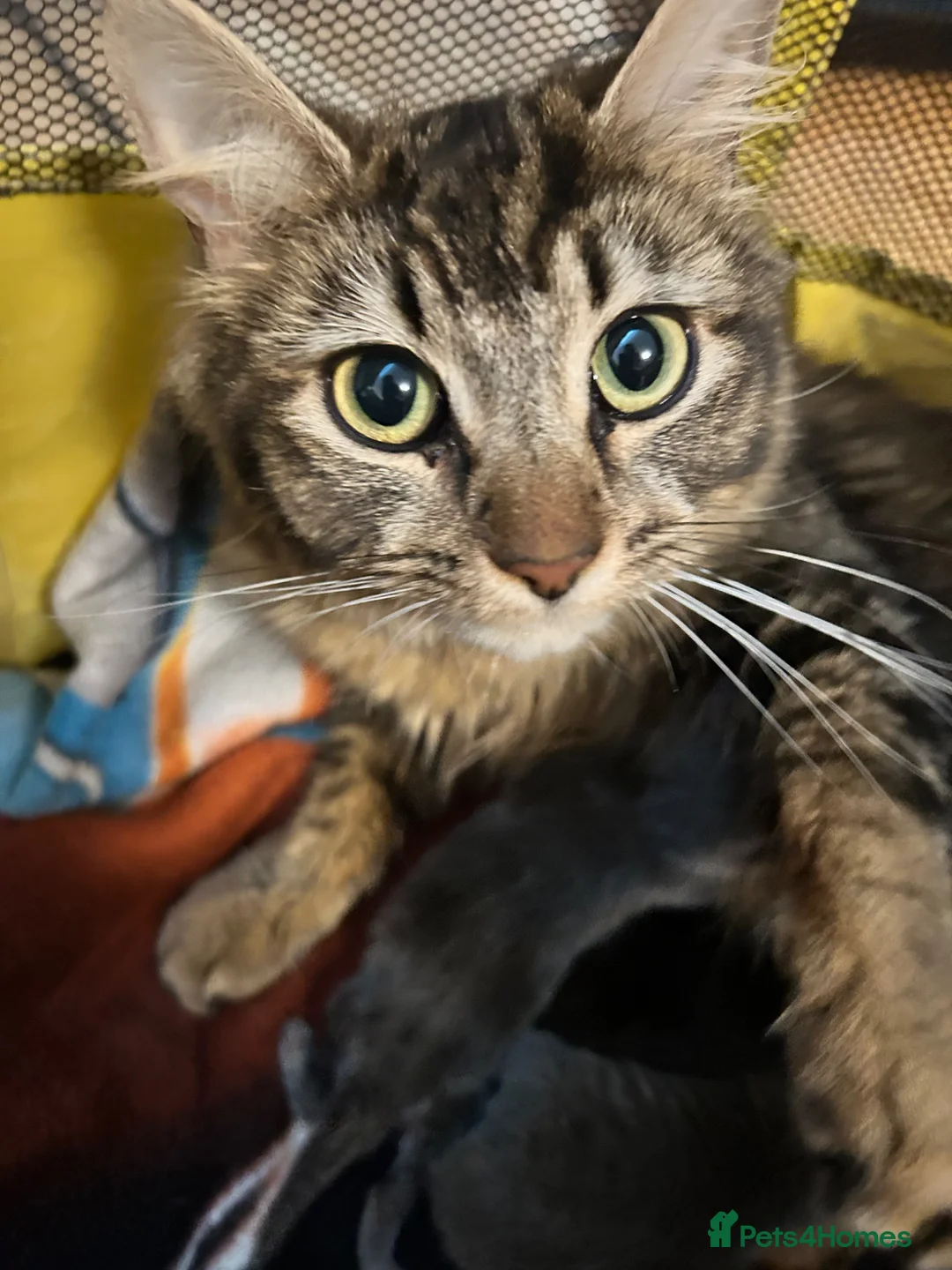 Mixed Breed cats for sale: 2 beautiful tabby kittens - Advert 4
