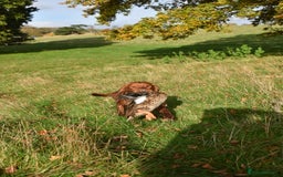 Cocker Spaniel dogs for stud: Fully health tested dark red working cocker stud - Image 2