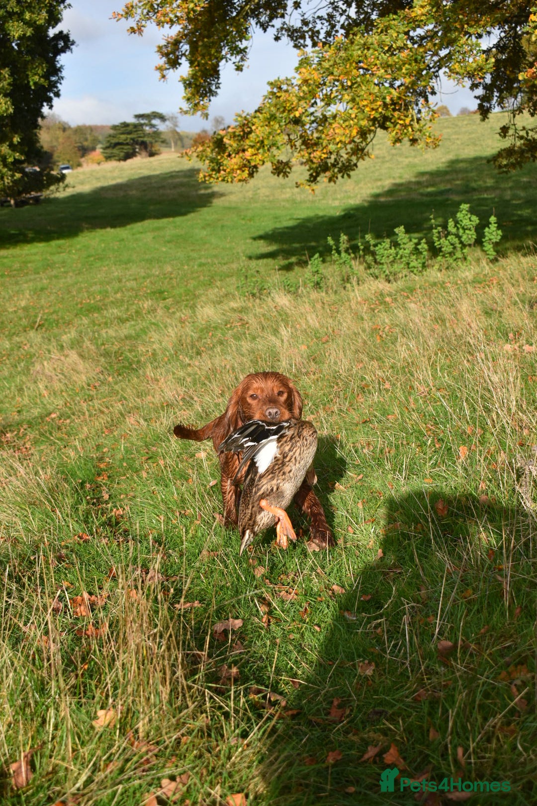 Cocker Spaniel dogs for stud: Fully health tested dark red working cocker stud - Image 2